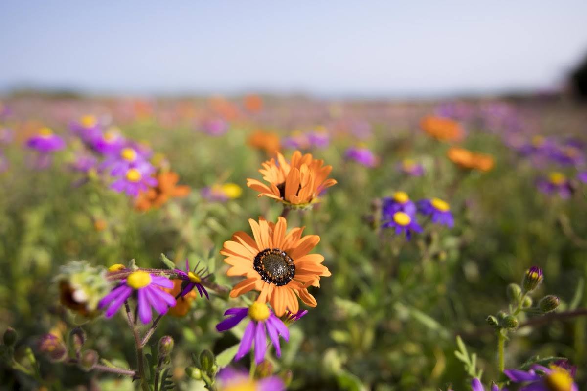 7 Wild Flowers For Your Checklist | Flower Season