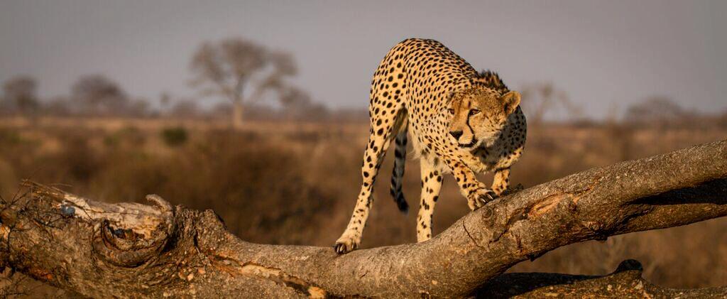 The Luxury of Privacy: Cheetah at Londolozi