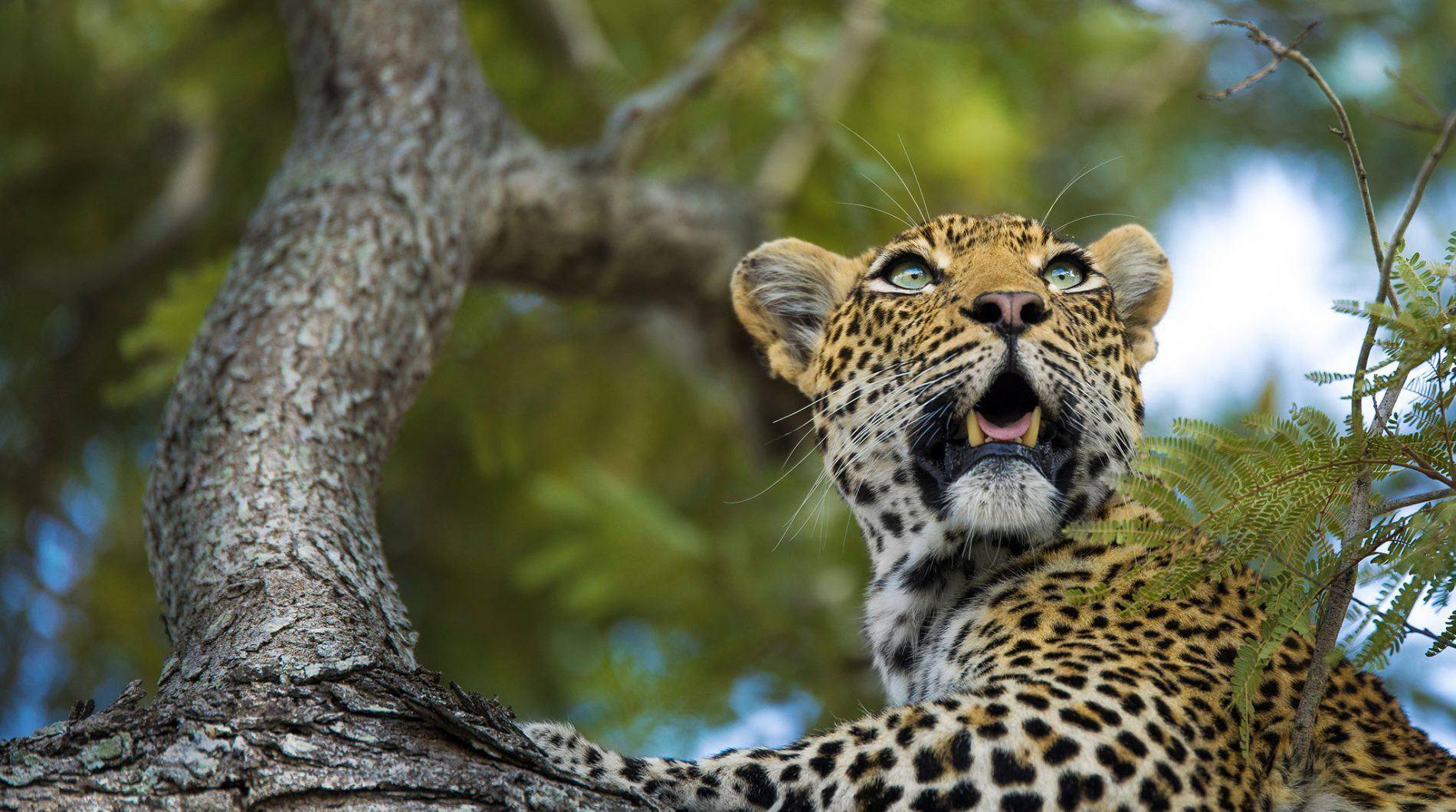 Beobachten Sie Leoparden in der Silvan Safari Lodge in Südafrika