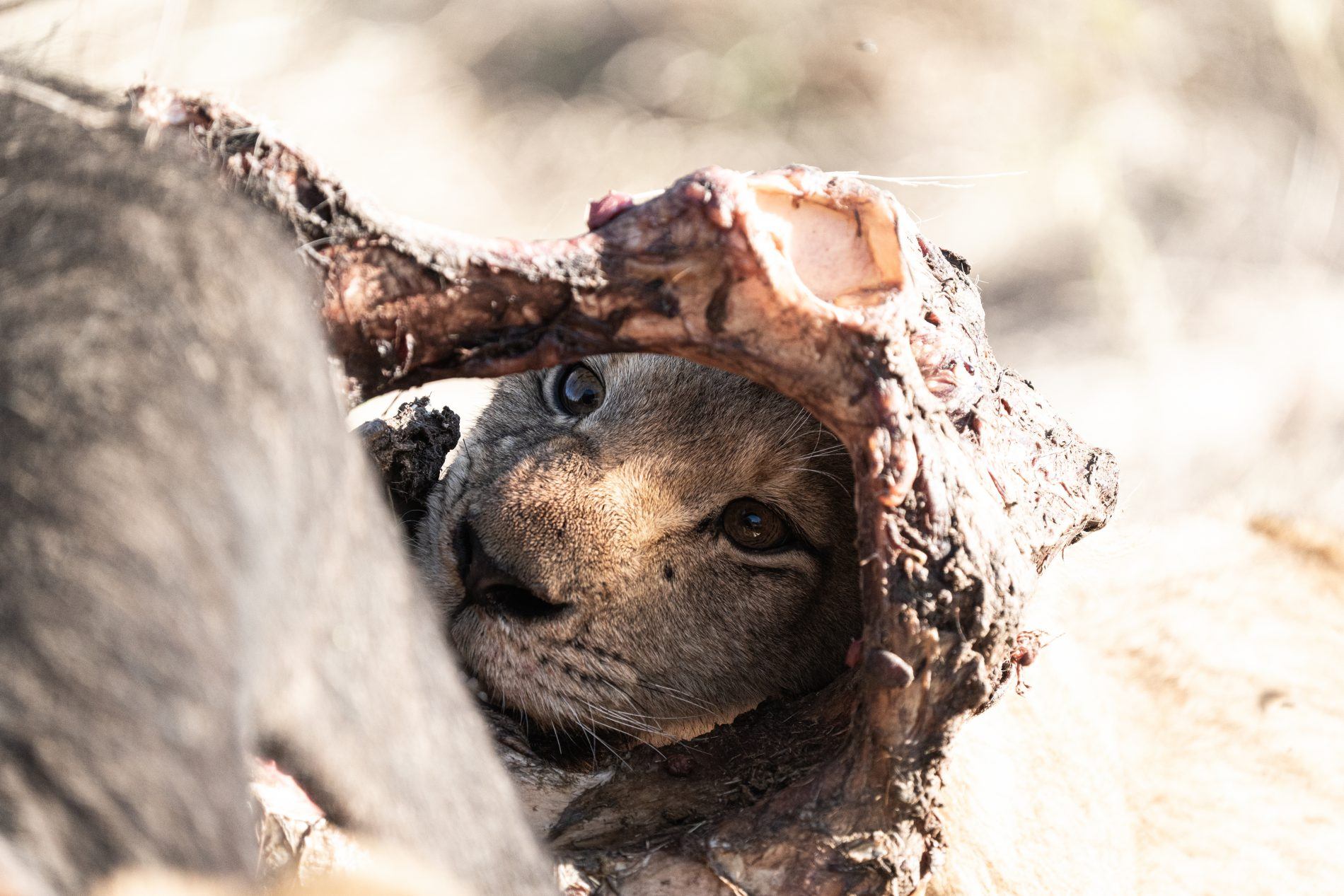 Lion cub on a buffalo kill at Silvan Safari