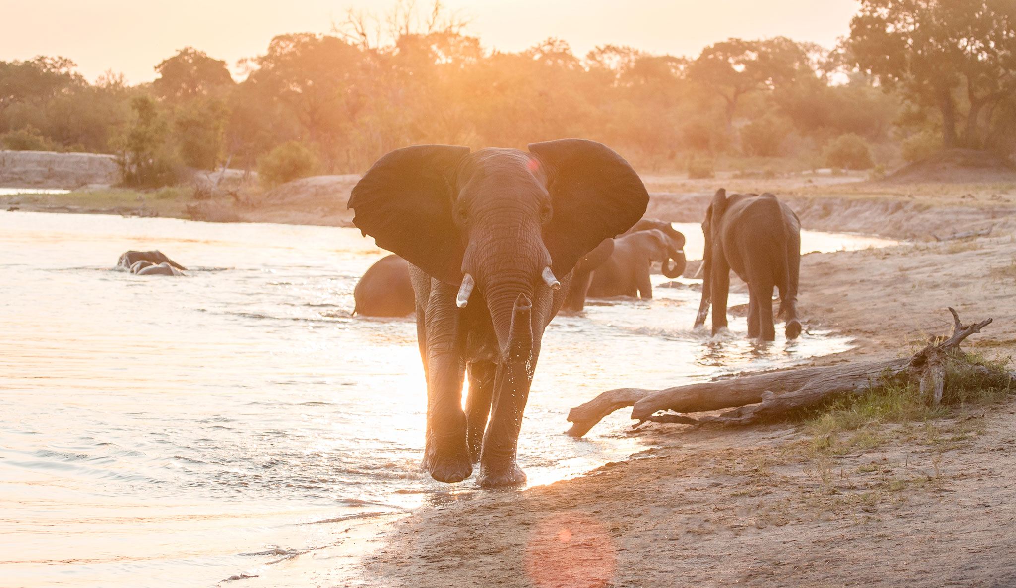 Rencontrez la créature la plus magnifique d’Afrique lors de vos safaris