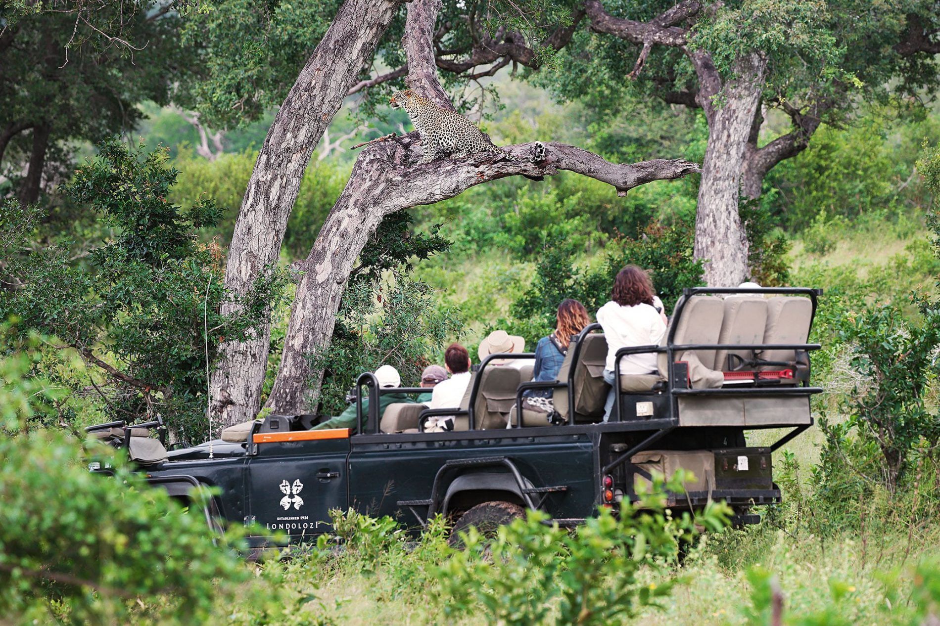 Réservez le safari africain de vos rêves avec le leader des tours opérateurs en Afrique