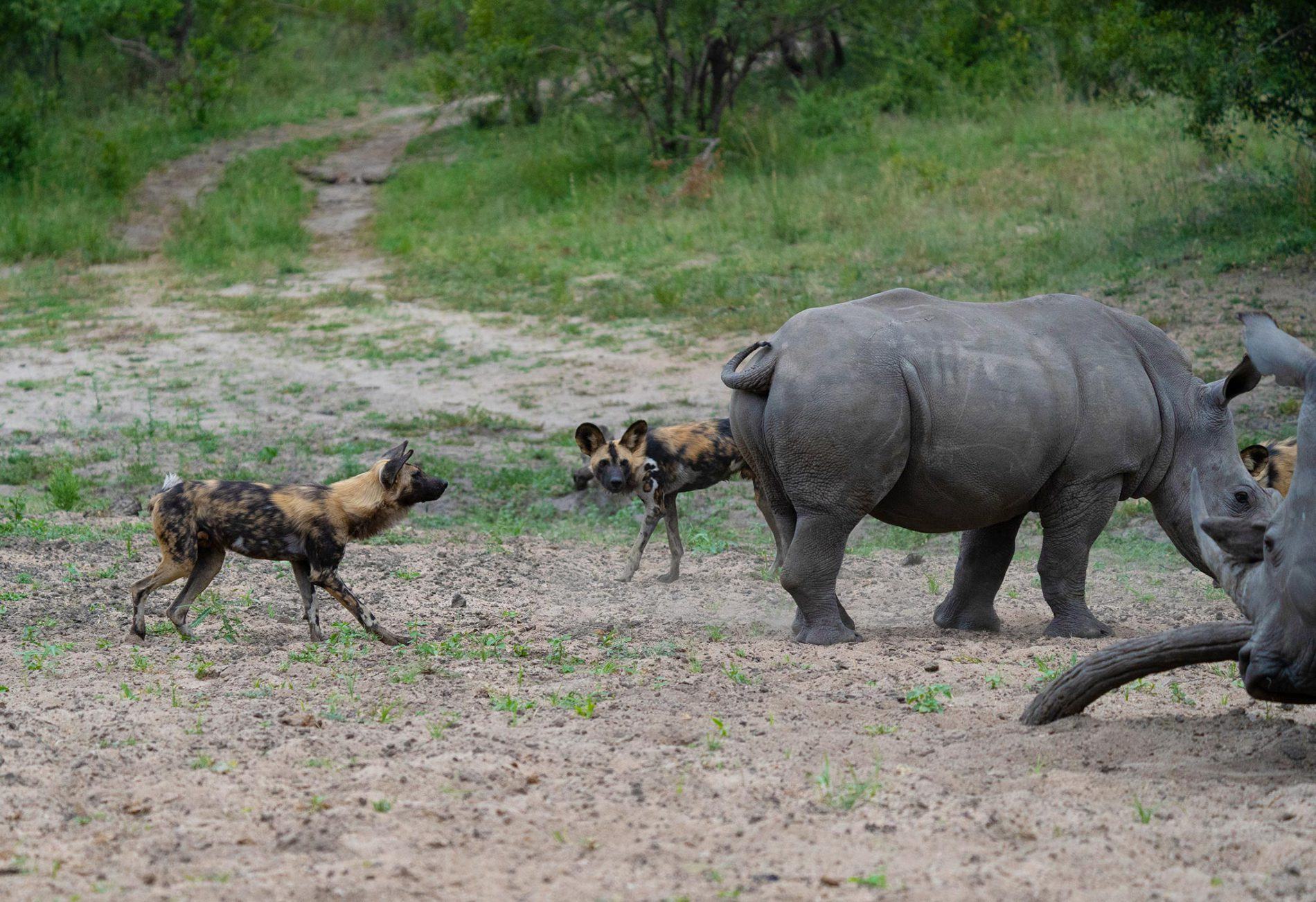 Wild dogs vs Rhino