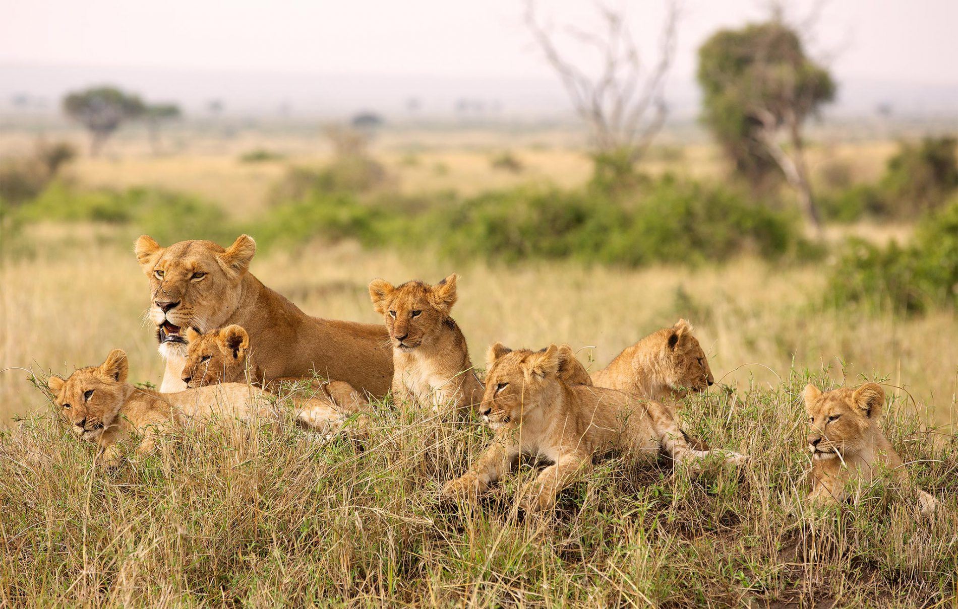 Nuestros principales destinos para viajes africanos en diciembre